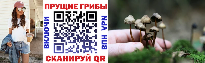 Купить  Кулебаки  Псилоцибиновые грибы Psilocybe 